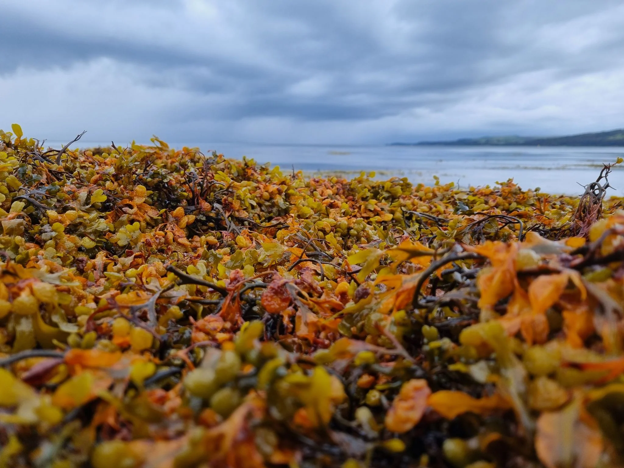 Liquid Hebridean Organic Seaweed Fertiliser - 5 Litres - Image 2