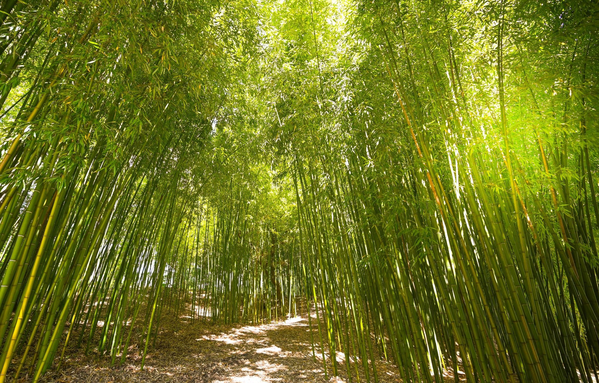 Bamboo Pegs Pack of 40 - Image 7